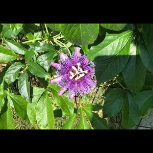 Other Passion Flower Live Plant Cuttings Poshmark Other Passion Flower Live Plant Cuttings Poshmark